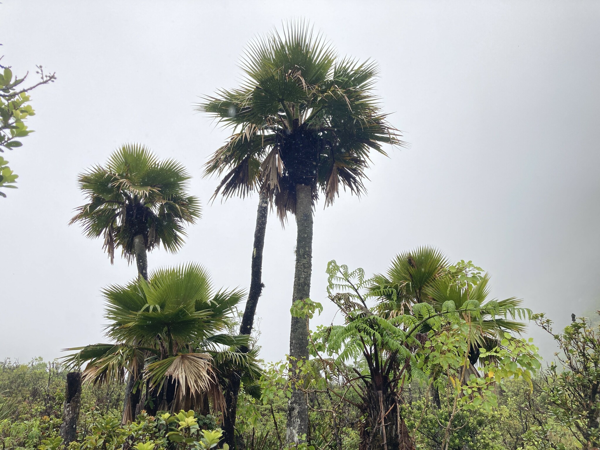 Pritchardia woodii