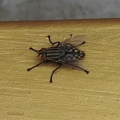Diptera