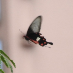Pachliopta aristolochiae