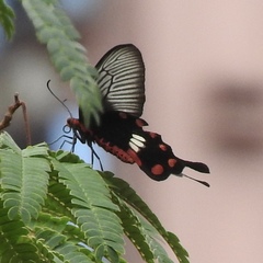 Pachliopta aristolochiae