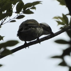 Pycnonotus sinensis