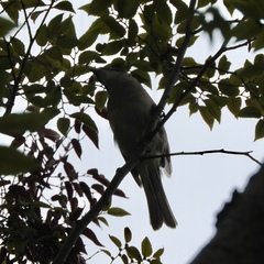 Pycnonotus sinensis