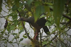 Chamaepetes goudotii