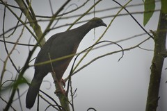 Chamaepetes goudotii