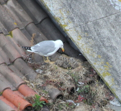 Larus michahellis
