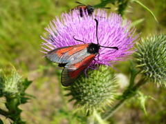 Zygaena minos