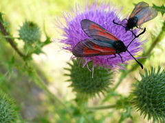 Zygaena minos