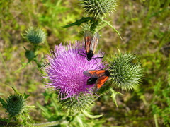 Zygaena minos