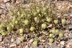 Physalis crassifolia