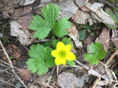 Anemonastrum richardsonii