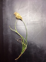 Carex douglasii