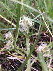 Carex douglasii