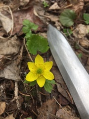 Anemonastrum richardsonii