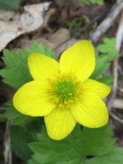 Anemonastrum richardsonii
