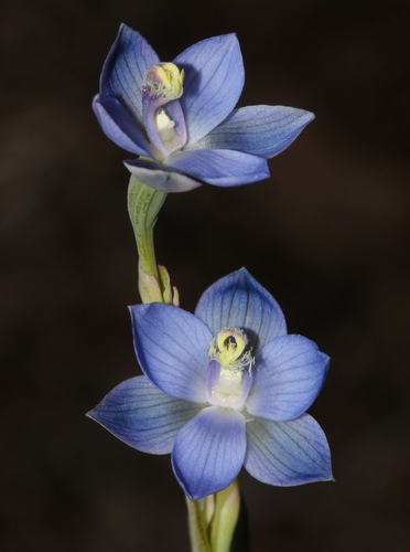 Plum sun orchid (Thelymitra mucida)