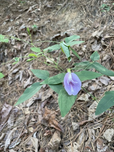 Atlantic pigeonwings (Clitoria mariana)