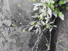 Magnoliopsida