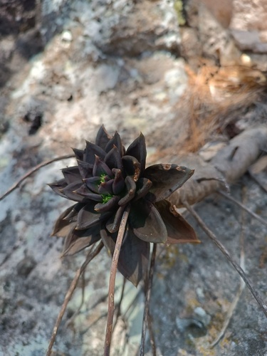 Foto de Echeveria-preta