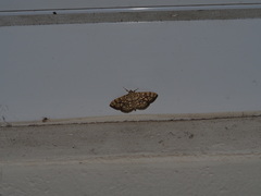 Haritalodes