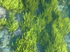 Phyllospora comosa