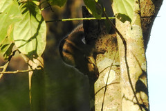 Tamiops mcclellandii