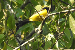 Melanochlora sultanea
