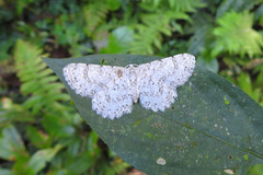 Catoria sublavaria