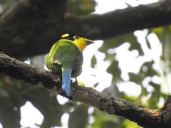 Psarisomus dalhousiae