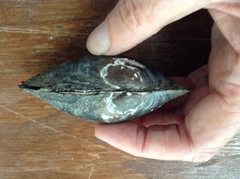 Utterbackiana implicata