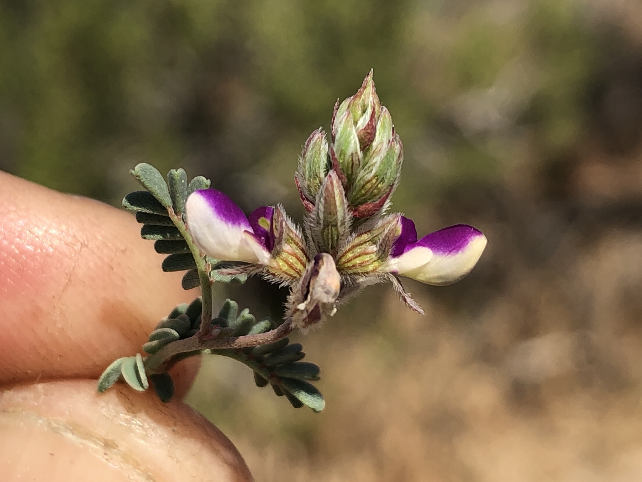 Marina orcuttii