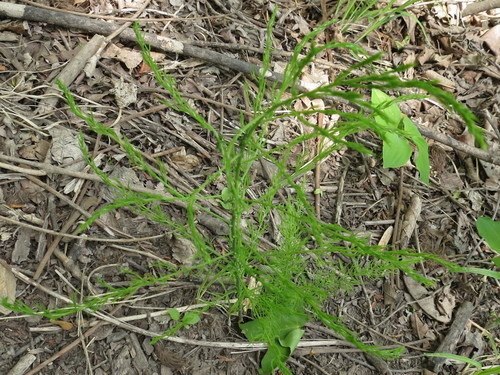 Image of Asparagus schoberioides by (c) Repina Tatyana, some rights reserved (CC BY)