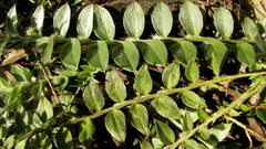 Evolvulus gnaphalioides