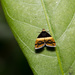 Choreutis xanthogramma - Photo (c) Liu JimFood, algunos derechos reservados (CC BY-NC), subido por Liu JimFood