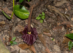 Amorphophallus henryi