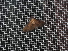 Nacoleia charesalis