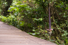 Amorphophallus hirtus