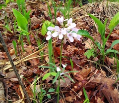Cardamine trifida