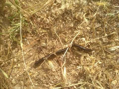 Archispirostreptus syriacus