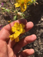 Mentzelia gracilenta