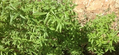 Aloysia