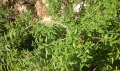Aloysia