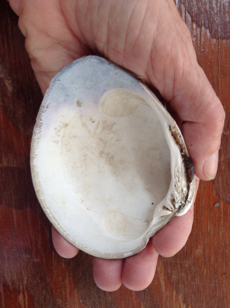 Hard Clam (Animal Crossing Guide) · iNaturalist