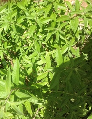 Aloysia