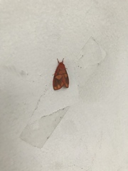 Matsumursine horishanella