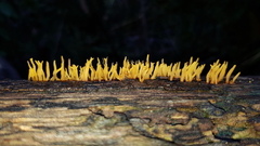 Calocera guepinioides