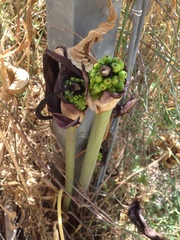 Arum palaestinum
