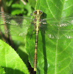 Arigomphus submedianus