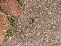 Aspidoscelis scalaris