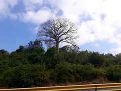 Ceiba trischistandra