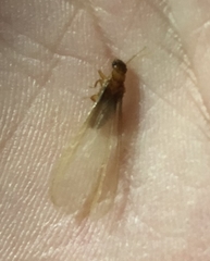 Coptotermes formosanus